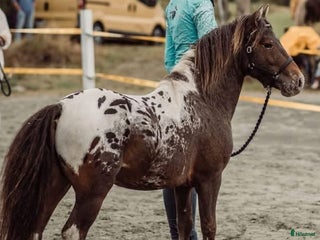 Allround hästar till salu: American mini curly i Ekshärad - Annons 3