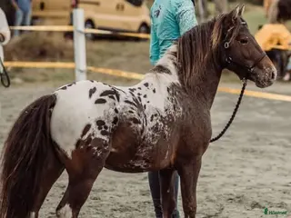 Allround hästar till salu: American mini curly - Annons 3