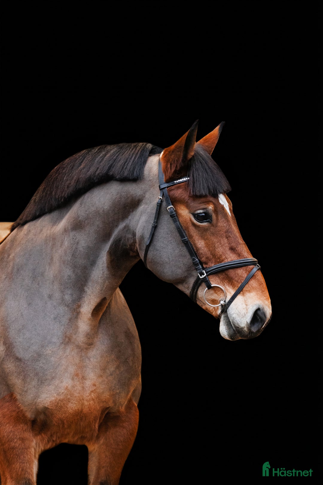 Allround hästar till salu: Super comfortable all around mare - Annons 2