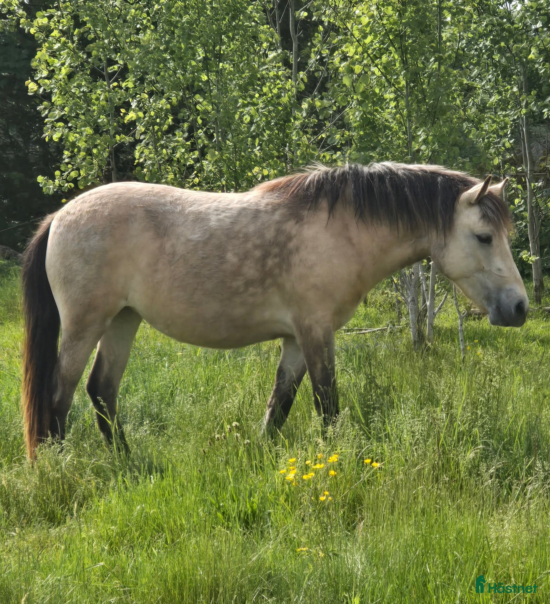  foderhäst Russ till ponnytrav - Annons 1