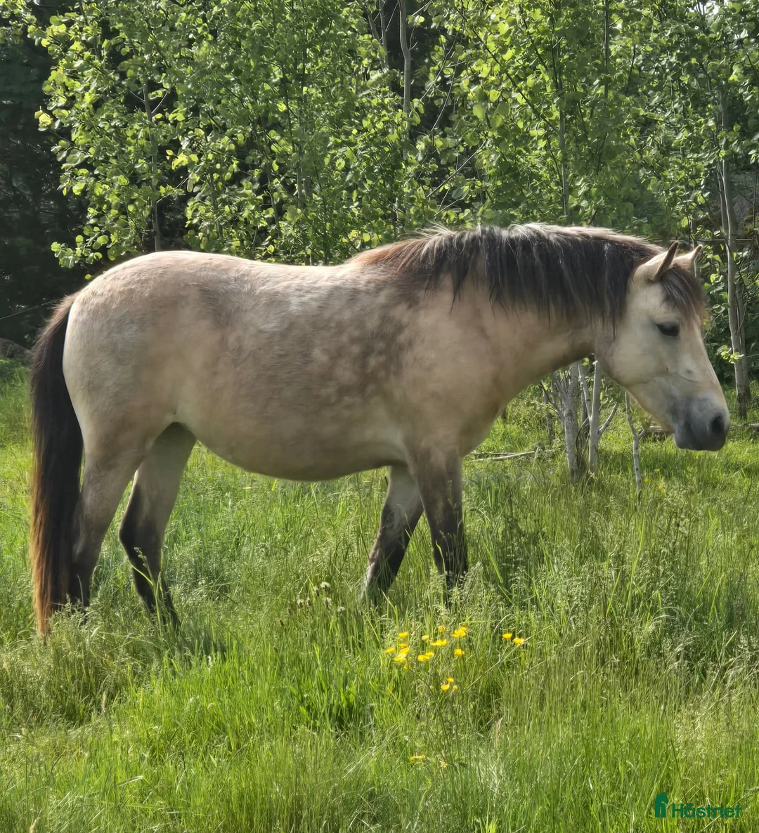  foderhäst finnes: Russ till ponnytrav i Växjö - Annons 1