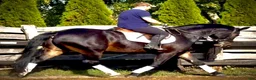Allround hästar till salu: Rexon–10yo|170 Silesian Gelding|Family Horse - Annons 9