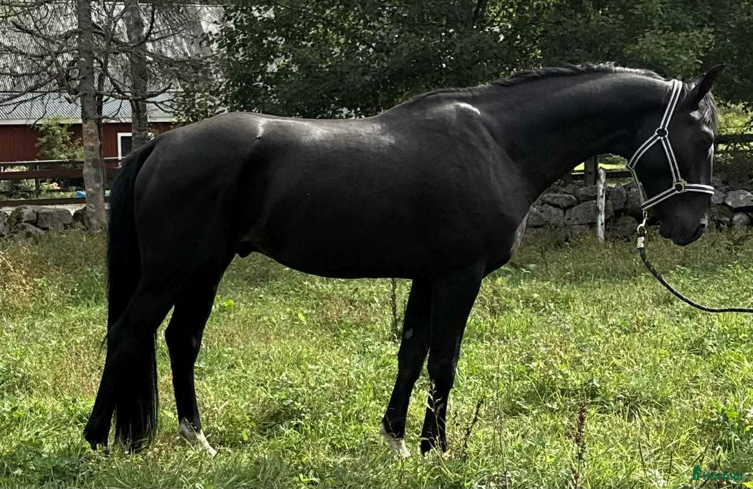 Hoppning hästar till salu: Hoppstammad halvblodsvalack i Lammhult - Annons 2