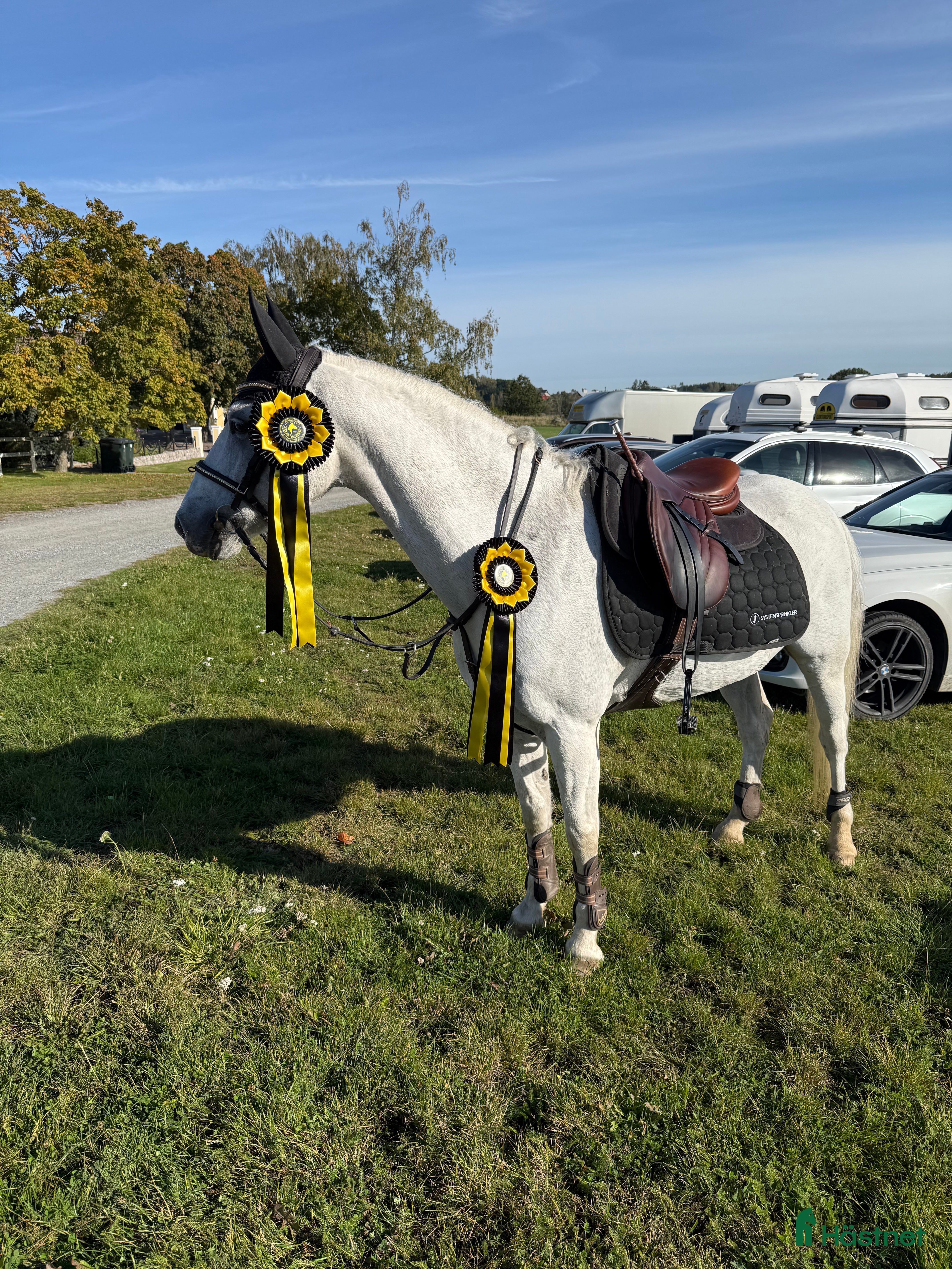  hästar Sago ponny fei-dressyr i Norrköping - Annons 12