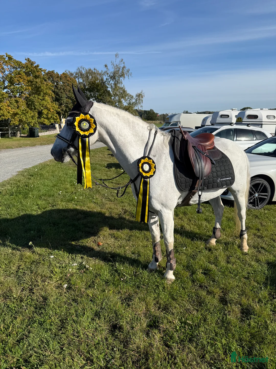 Dressyr hästar till salu: Sago ponny fei-dressyr i Norrköping - Annons 1