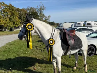 hästar Sago ponny fei-dressyr i Norrköping - Annons 12