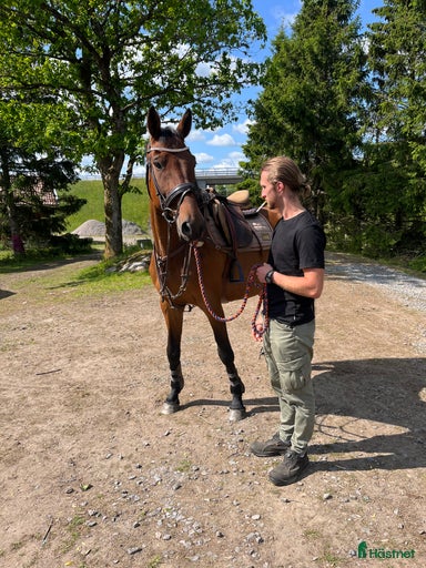 Galleribild {{count}}