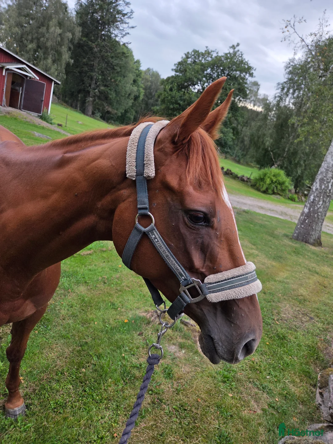 Allround hästar till salu: 4årigt fullblodssto för allround/avel i Herrljunga - Annons 2