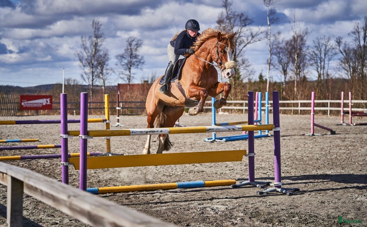  hästar i Älvängen - Annons 2