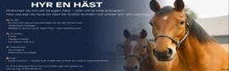 Övrigt hästar till salu: Hyr en häst i Malmö - Annons 1
