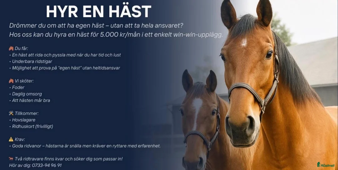 Övrigt hästar till salu: Hyr en häst i Malmö - Annons 1