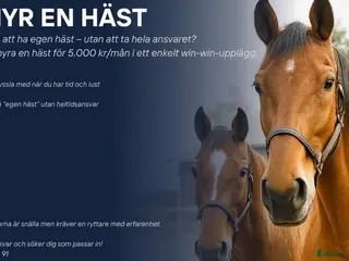 hästar Hyr en häst i Malmö - Annons 18