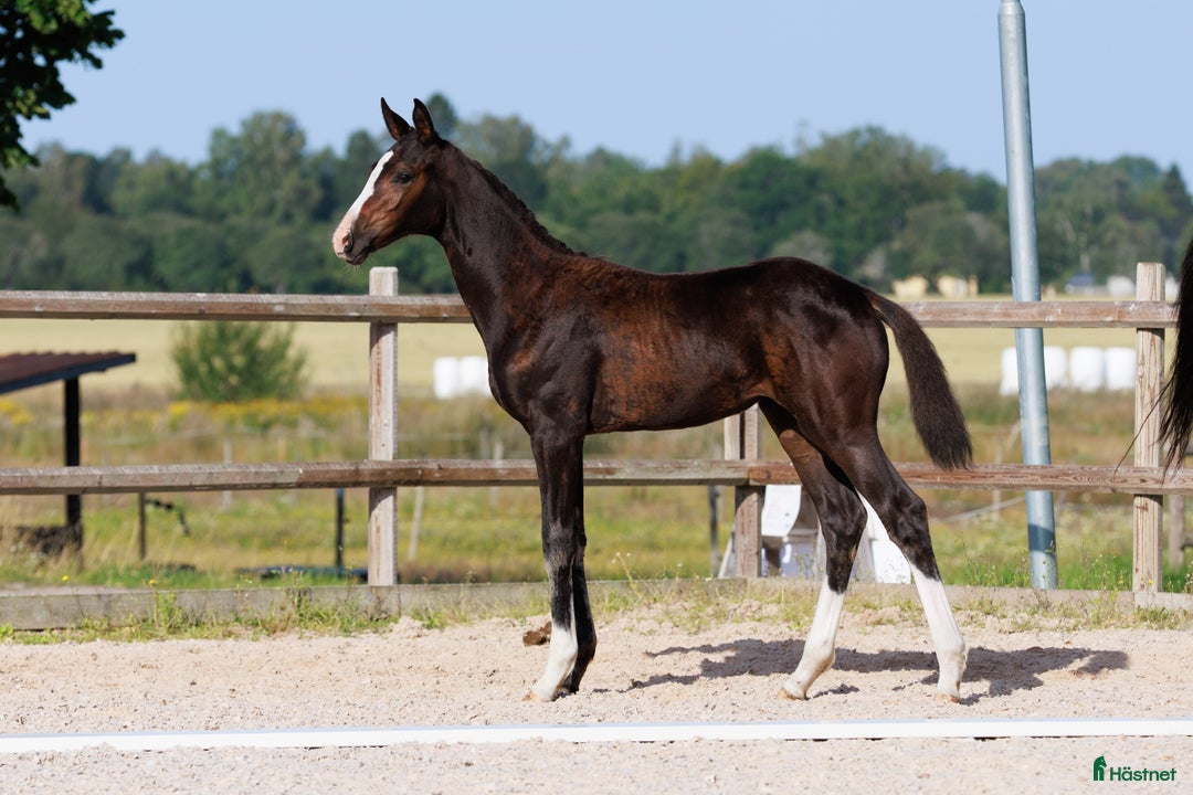 Dressyr hästar till salu: Vackert sto med spännande stam i Östervåla - Annons 4