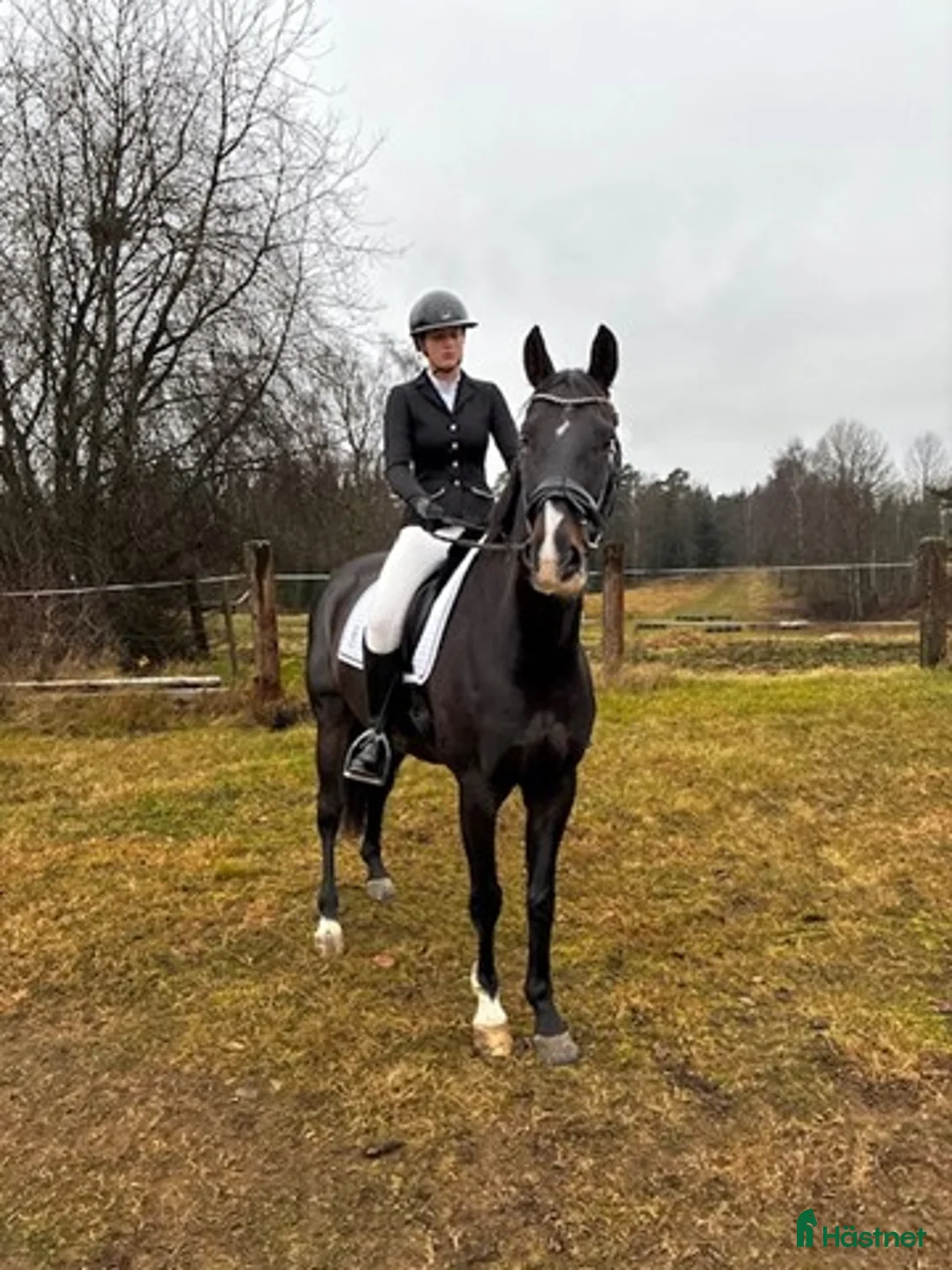 Allround hästar till salu: Nybesikt. SWB 170 cm Lyxig YR, hobby häst - Annons 1