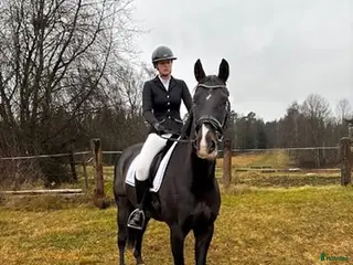 hästar Nybesikt. SWB 170 cm Lyxig YR, hobby häst - Annons 3