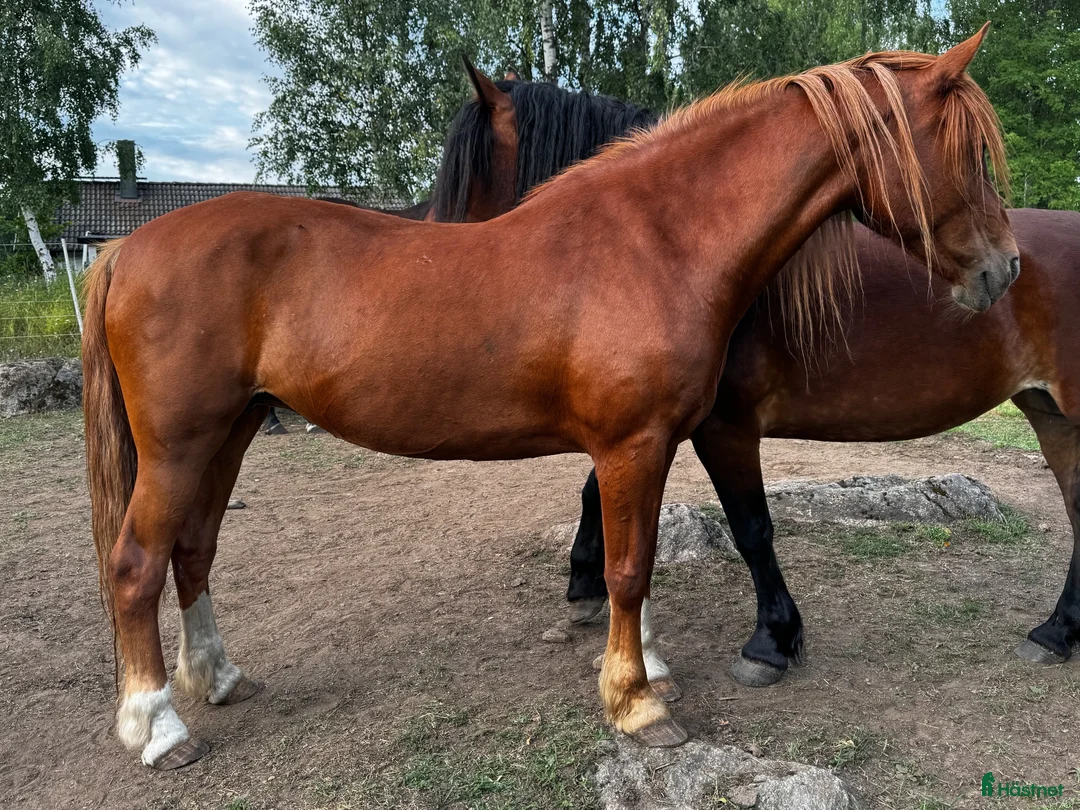 Sällskap hästar till salu: Trevlig sällskapshäst - Annons 2