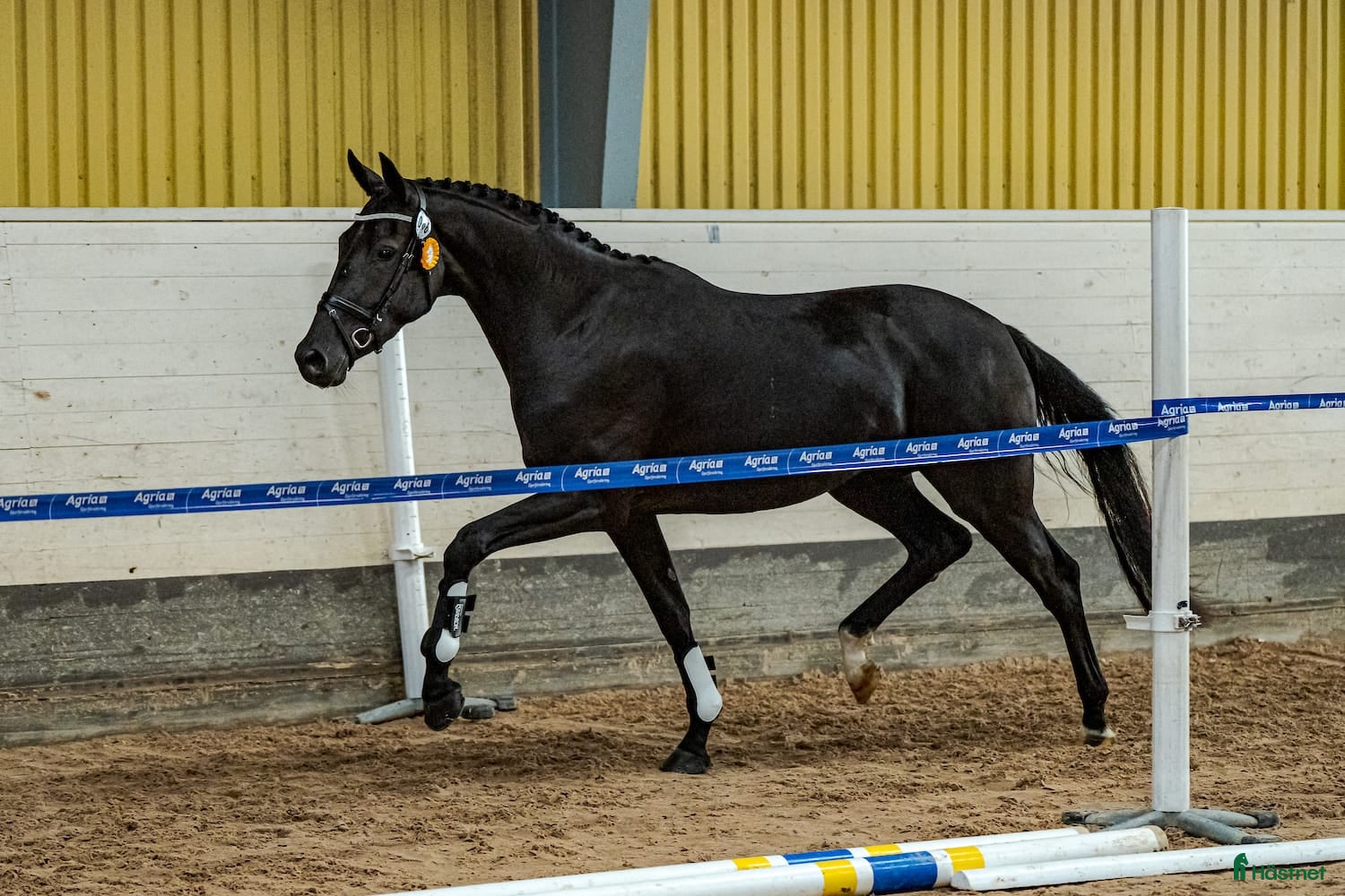  hästar Gångartstalang 4-årigt diplomsto - Annons 1