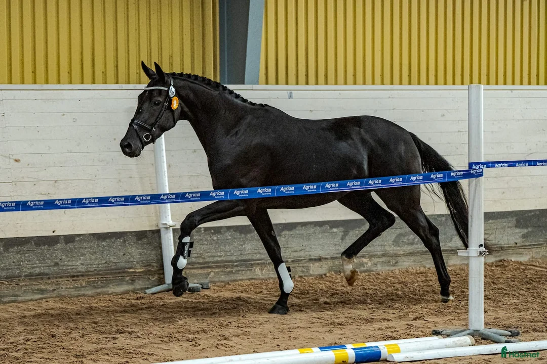 Dressyr hästar till salu: Gångartstalang 4-årigt diplomsto i Össjö - Annons 1