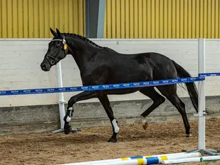 hästar Gångartstalang 4-årigt diplomsto - Annons 1