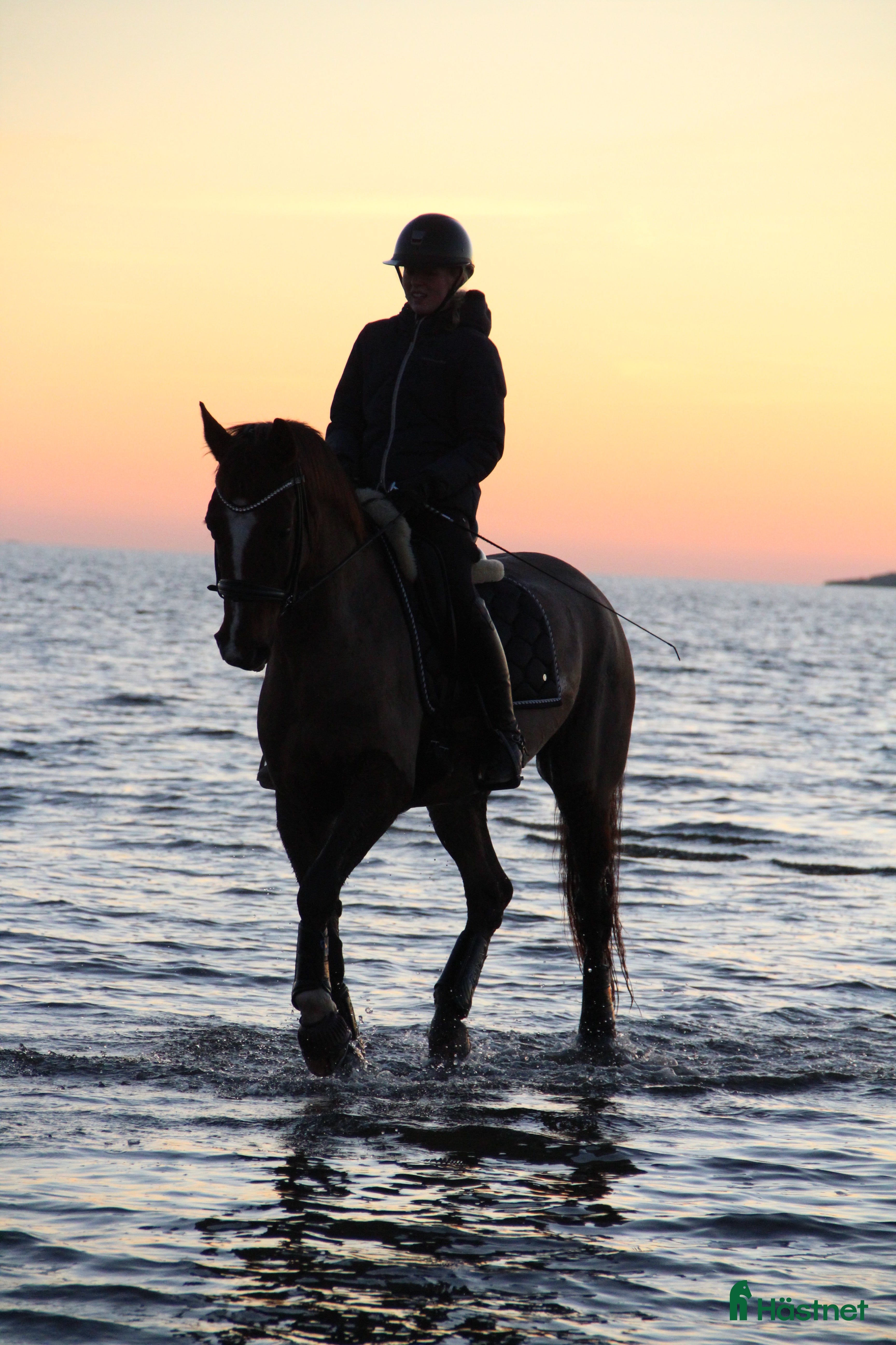  medryttarhäst finnes: Medryttare/fodervärd sökes till läromästare  i Onsala - Annons 2
