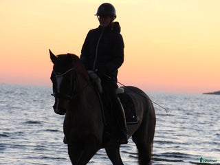 medryttarhäst finnes: Medryttare/fodervärd sökes till läromästare i Onsala - Annons 1
