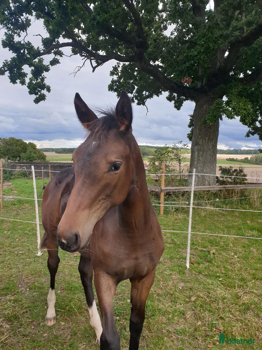 Hoppning hästar till salu: Charmigt sto f.2025  - Annons 1