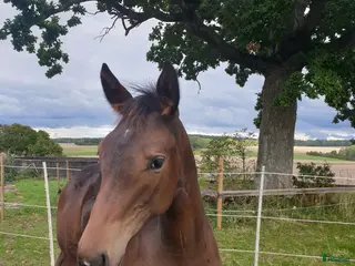 hästar Charmigt sto f.2025 - Annons 12