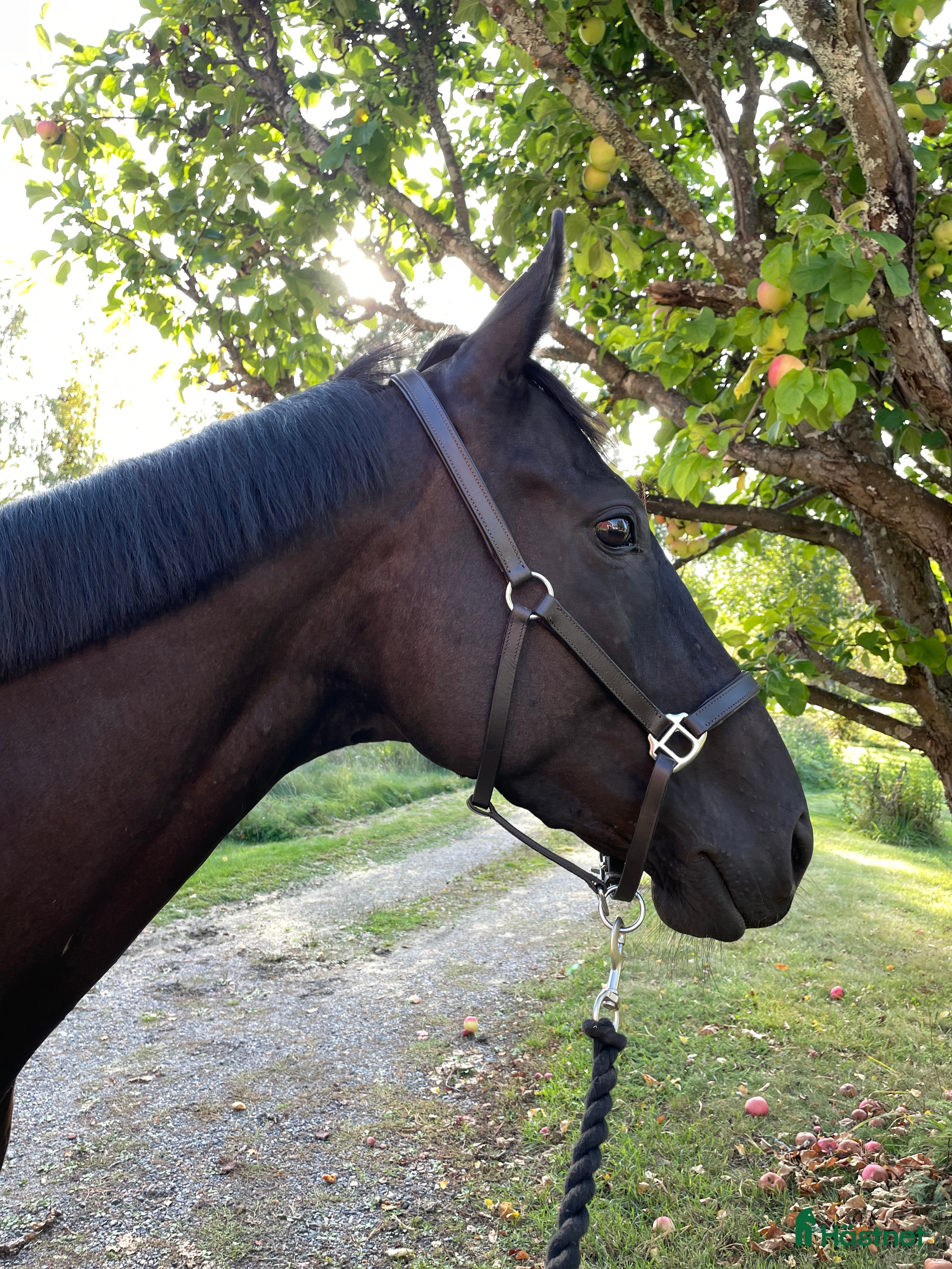  hästar Vackert sto *TINGAD* - Annons 4