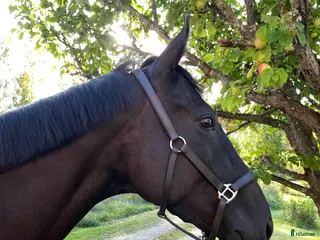 hästar Vackert sto *TINGAD* - Annons 4