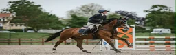 Hoppning hästar till salu: Sto med härlig personlighet ⭐️ - Annons 3