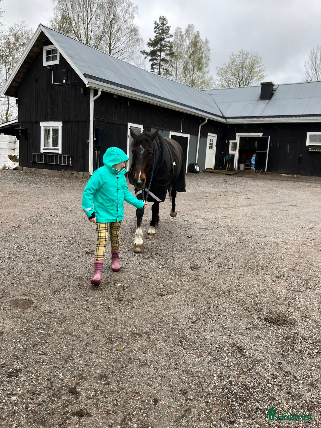 Allround hästar till salu: Vår bästa vän lånas ut på foder i Garphyttan - Annons 6