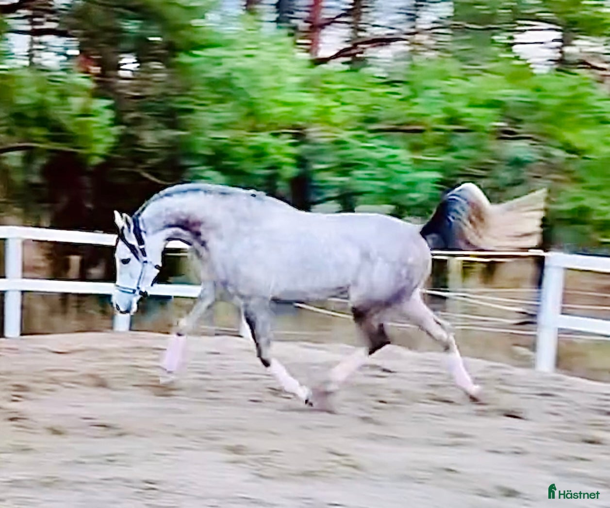  medryttarhäst finnes: Söker 1-2 rutinerade medryttare till mina hästar  - Annons 2