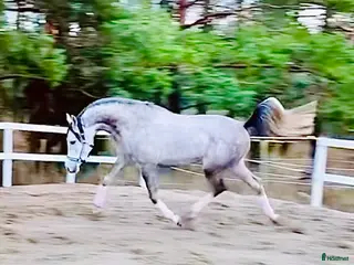 medryttarhäst finnes: Söker 1-2 rutinerade medryttare till mina hästar - Annons 3