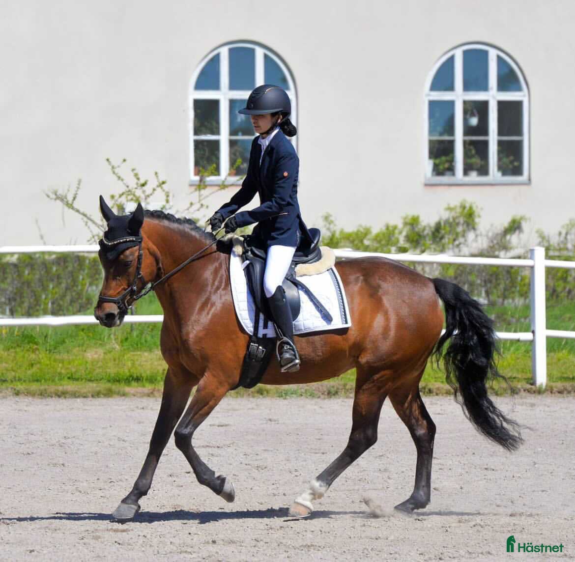  hästar Fin läromästare till salu i Arvika - Annons 14