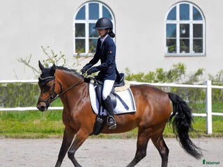 hästar Fin läromästare till salu i Arvika - Annons 13