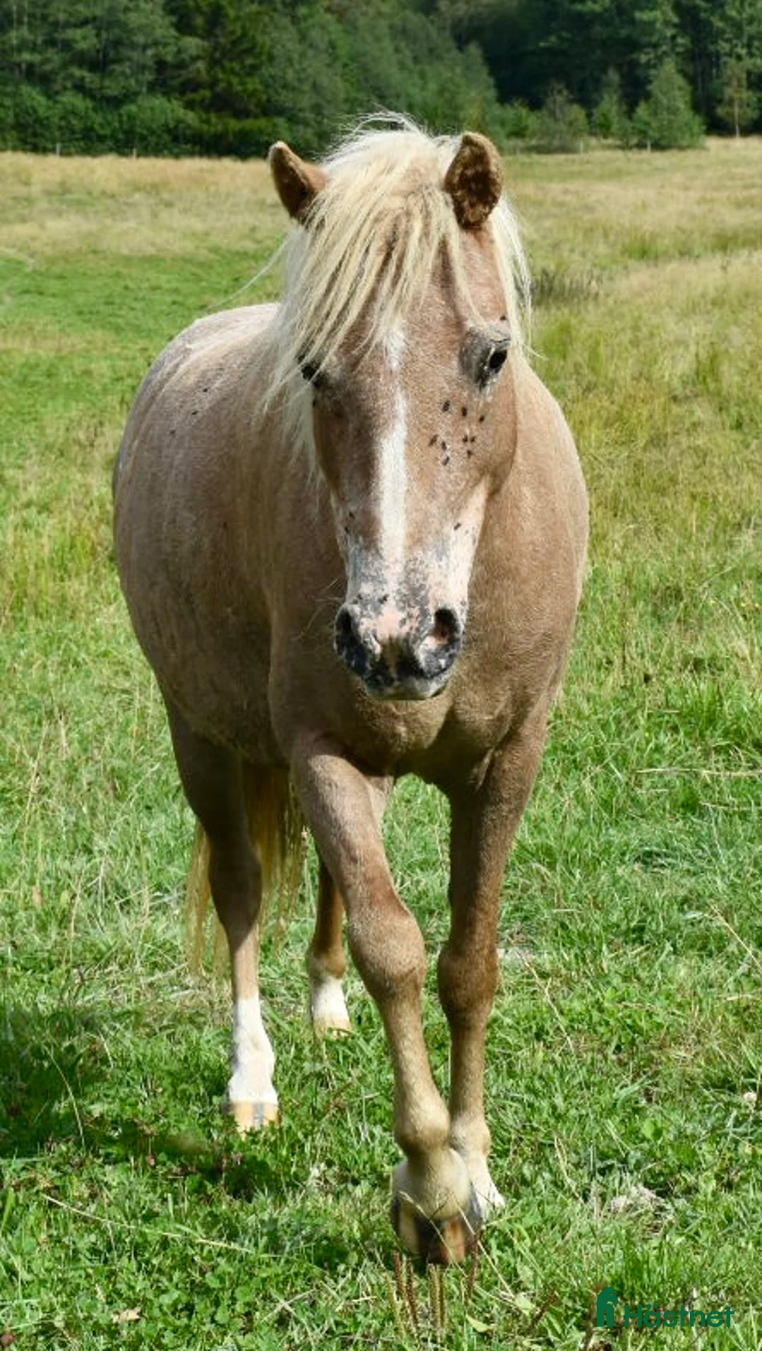 Allround hästar till salu: Betäckt American curly ponny - Annons 4