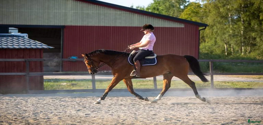 Galleribild {{count}}