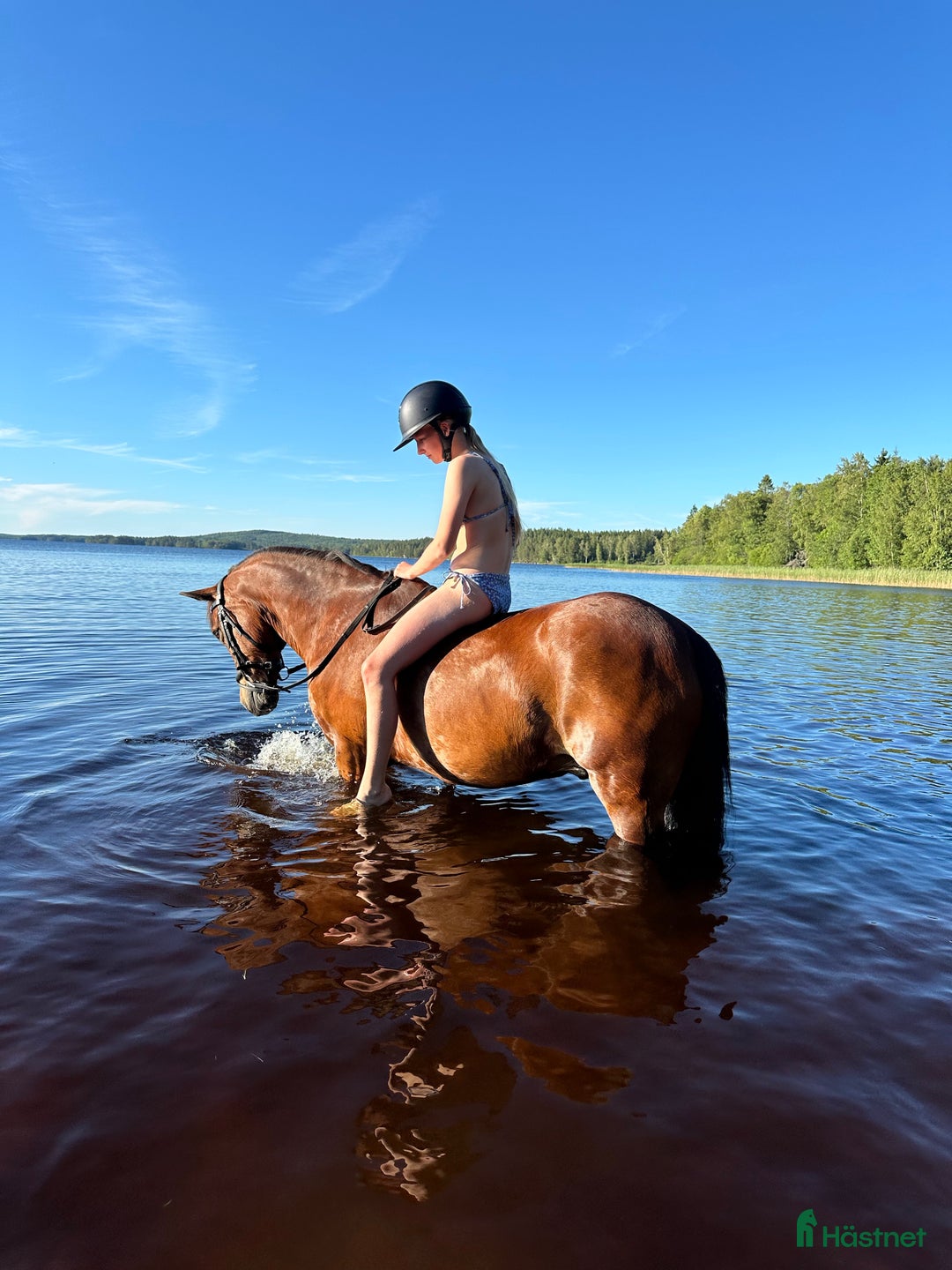 Allround hästar till salu: Fin allroundponny i Rydaholm - Annons 6