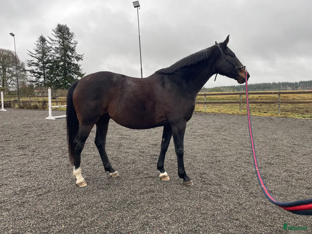  medryttarhäst finnes: Medryttare för lugna uteritter - Annons 2