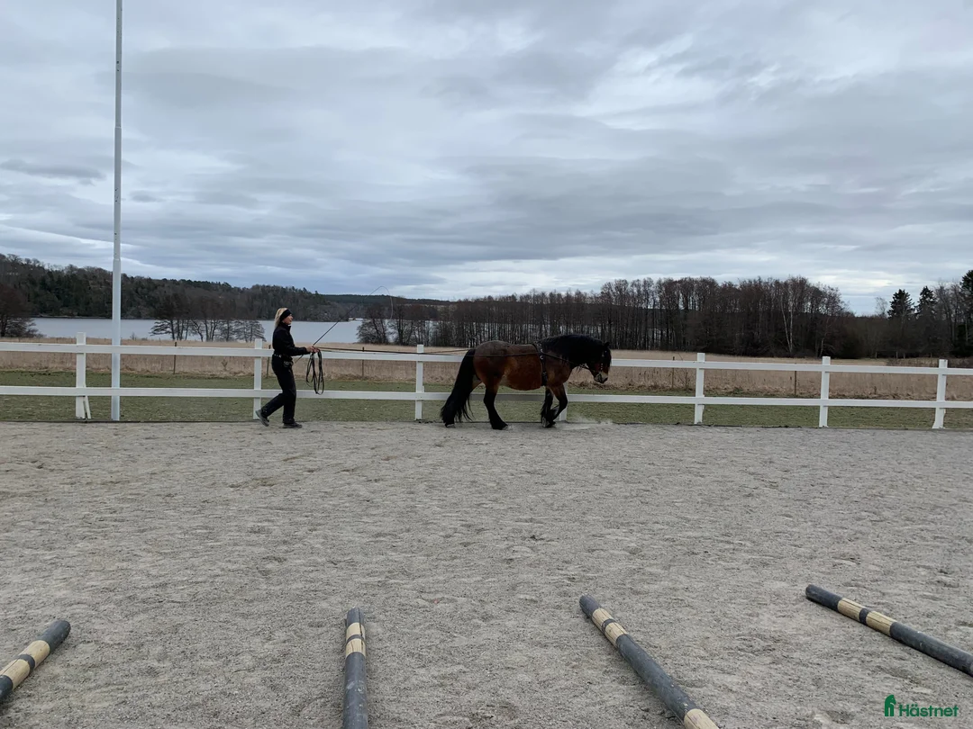  stallplats finnes: Stall med havsutsikt - Annons 4