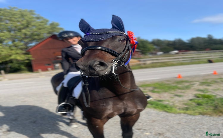  hästar i Borlänge - Annons 7