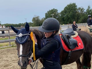 Schabrak & Vojlockar hästutrustning till salu: Fina Equestrian Stockholm schabrack i Härryda - Annons 18