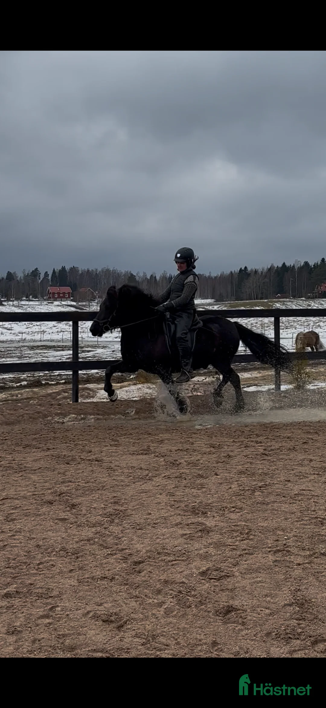 Island hästar till salu: Robust valack   - Annons 2
