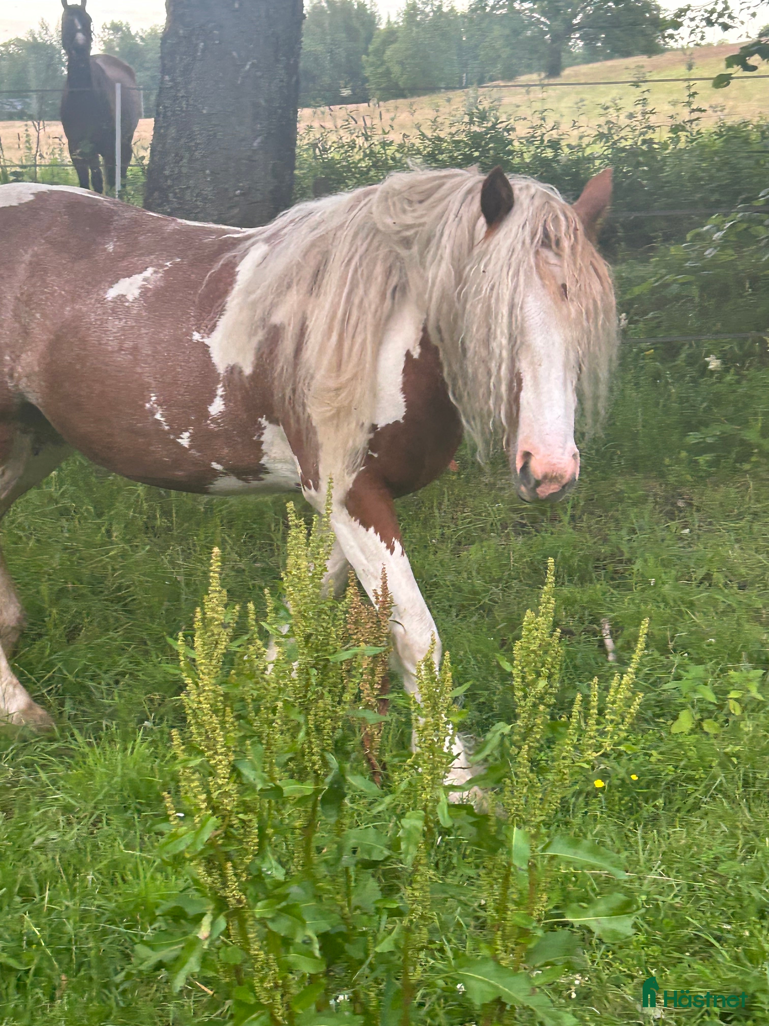  hästar Sälj/byte i Vintrosa - Annons 9