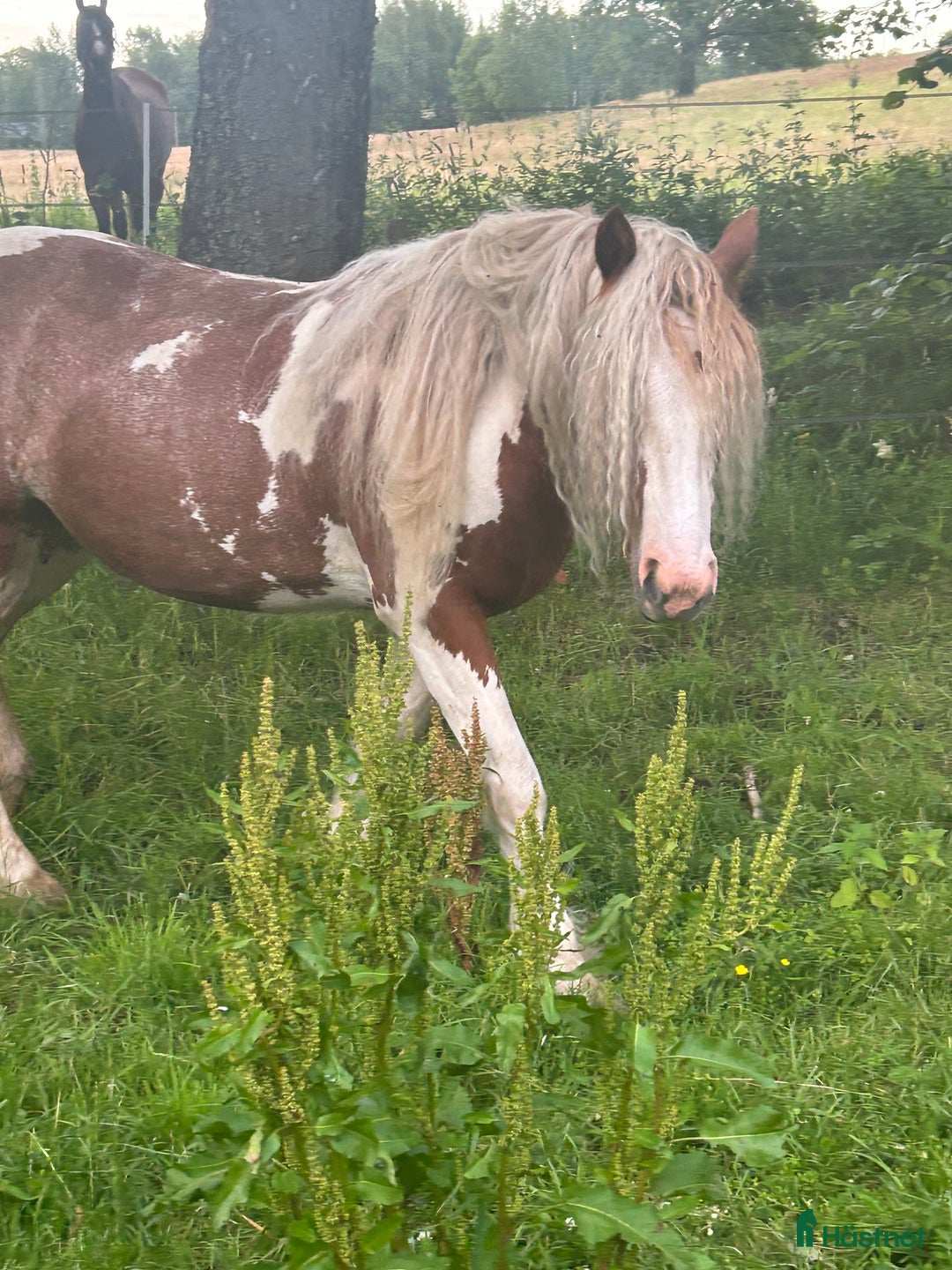Allround hästar till salu: Sälj/byte i Vintrosa - Annons 1