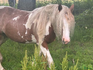 Allround hästar till salu: Sälj/byte i Vintrosa - Annons 2