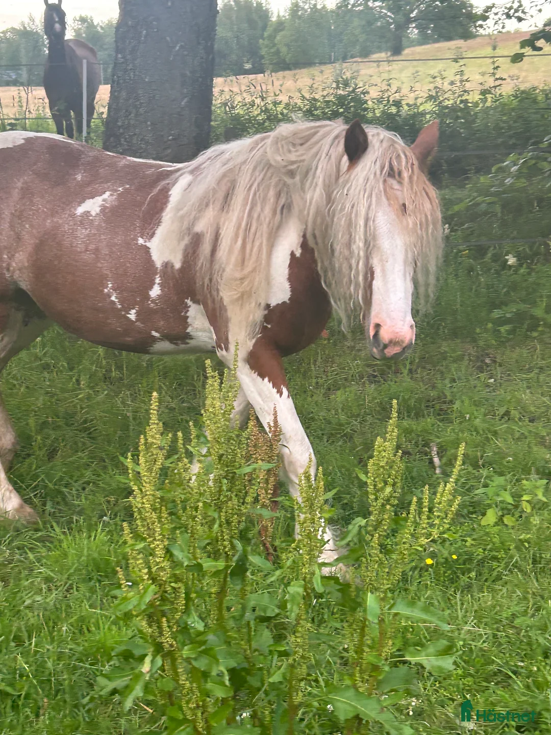 Allround hästar till salu: Sälj/byte i Vintrosa - Annons 1
