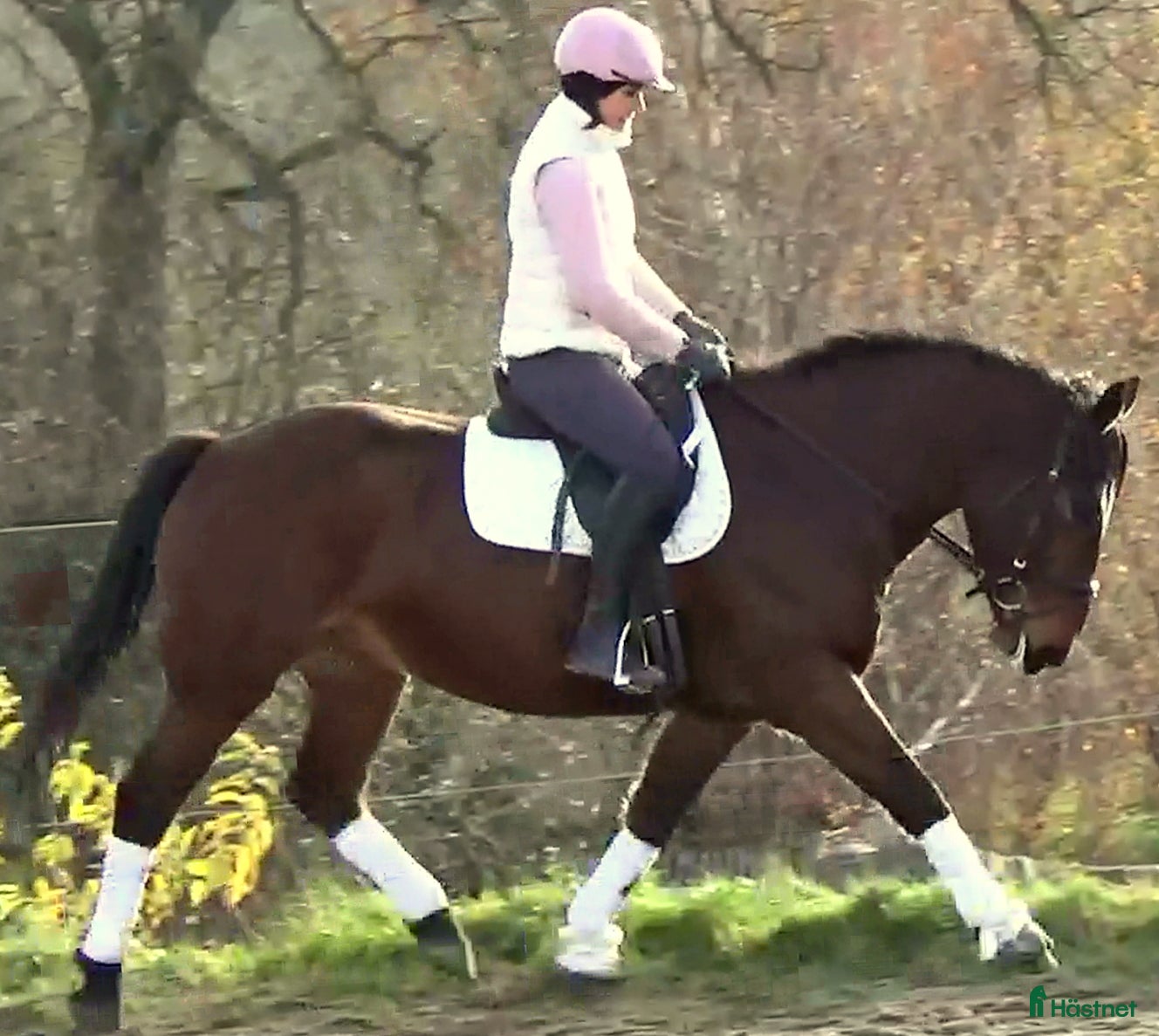  hästar Gorgeous, sweet and ready for anything allrounder i Örsundsbro - Annons 15