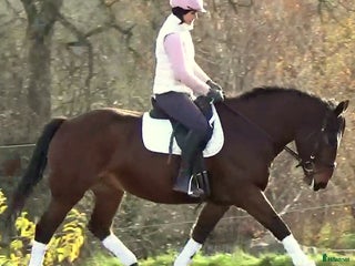 hästar Gorgeous, sweet and ready for anything allrounder i Örsundsbro - Annons 16