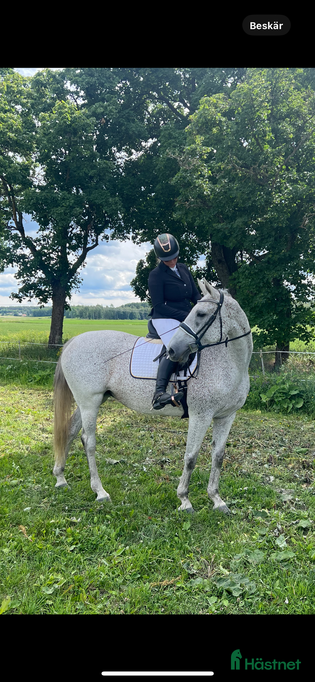  medryttarhäst finnes: Trevligt sto söker medryttare i Ekerö - Bild 9